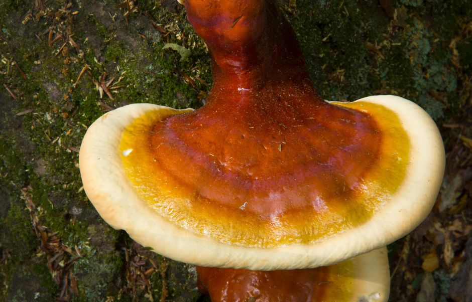 Reishi: The "Mushroom of Immortality"