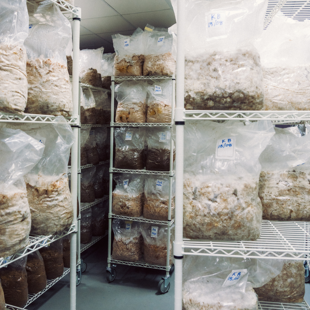 Mycelium Blocks for Growers