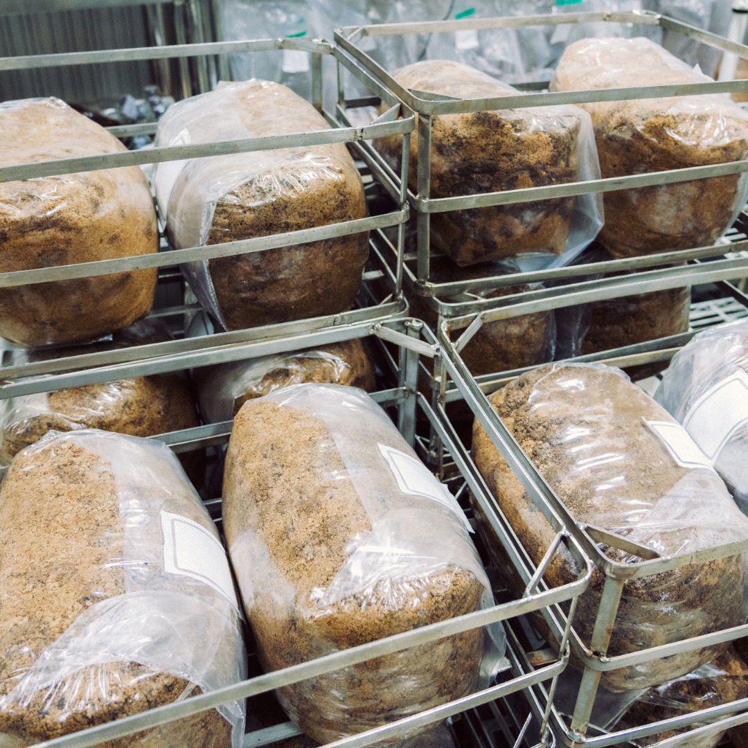 Mycelium Blocks for Growers